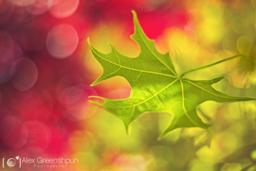 leaf-red-green-1-900