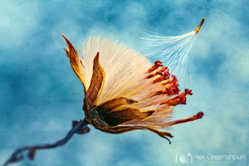 letting-go-wind-seed-texture-1-900