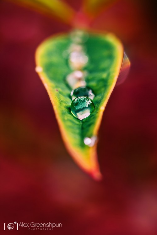 little-worlds-leaf-1-900
