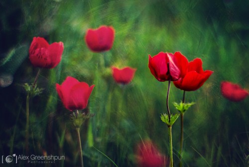 lovers-in-the-wind-1-900