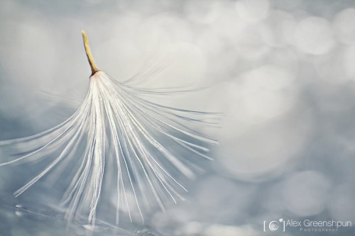 the-last-dance-seed-3-900