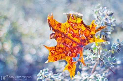 torn-fallen-angel-leaf-1-900