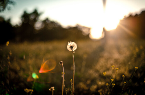 lens flare photography with a wish flower in the field lens flare photography with a wish flower in the field