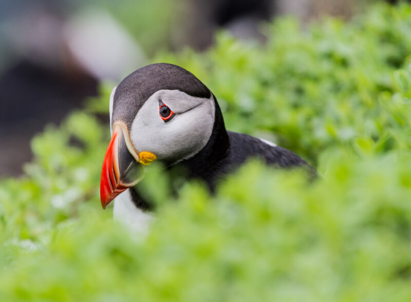 Roland Ql - Puffin