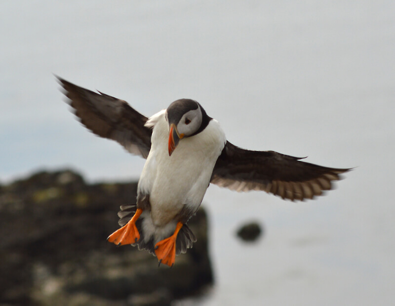 Jacob Spinks - puffin in flight