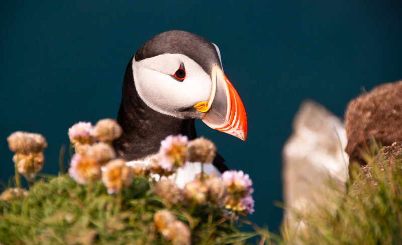 Didier Baertschiger - Iceland - Látrabjarg - Puffin