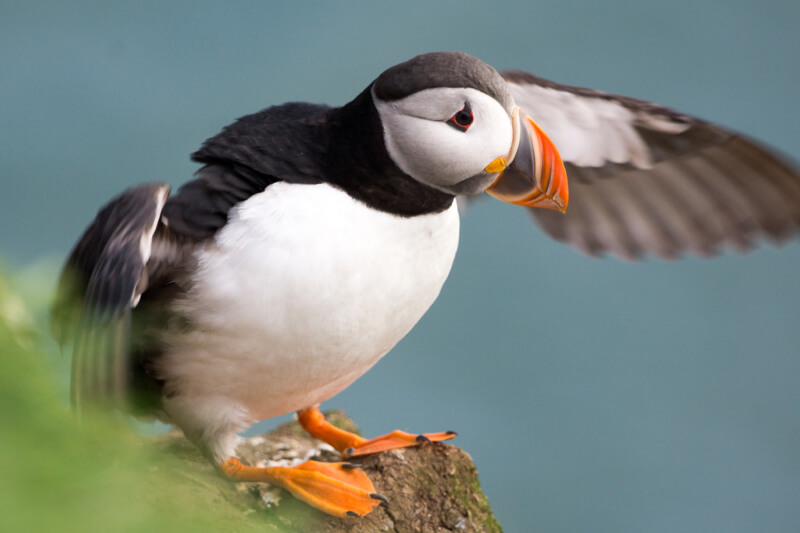Harald Deischinger - Puffin