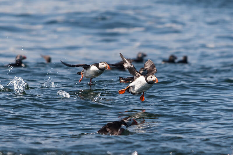 Tony Smith - Puffins