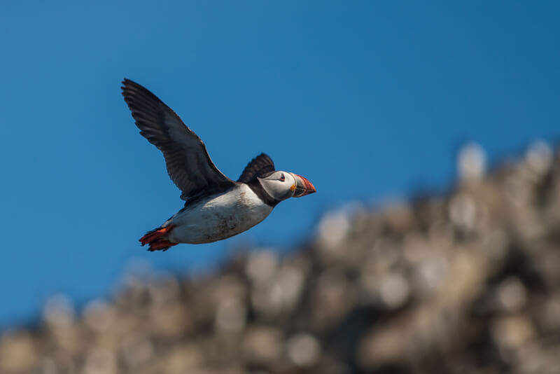 Tony Smith - Puffin (fratercula artica)