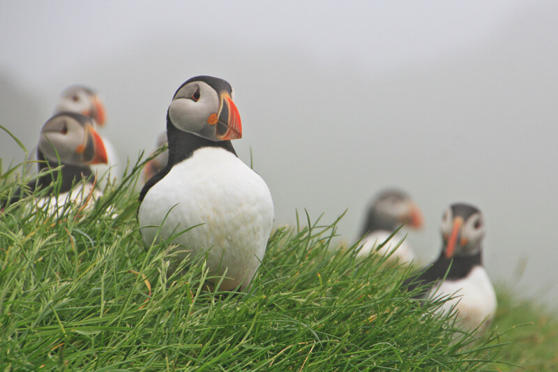 DavideGorla - Puffins in Mykines