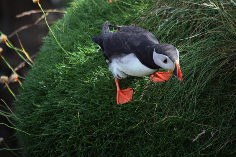 Guy Renard - Looking down puffin