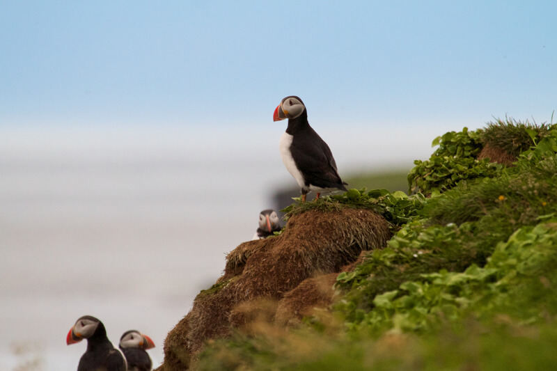 Brian Gratwicke - Puffin on Grimsey