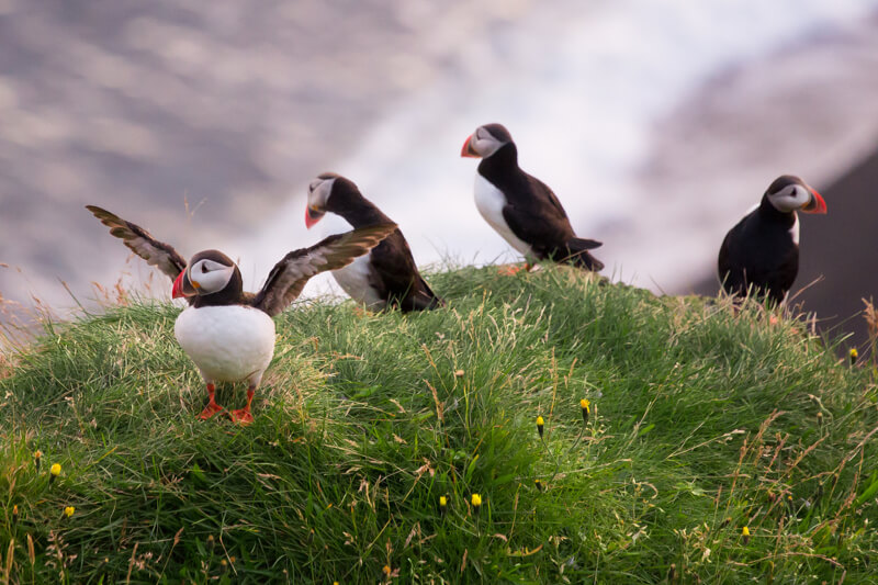 Dan - Puffins