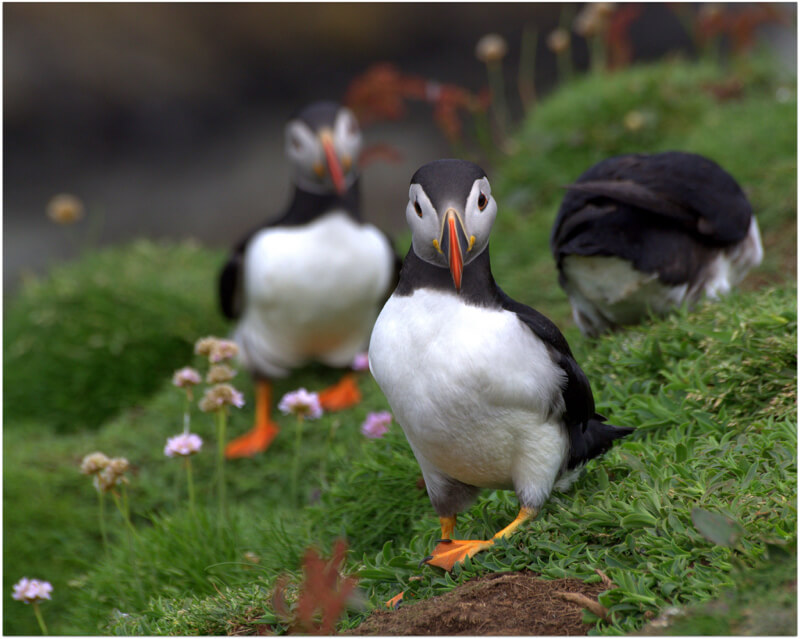 eric niven - Puffins