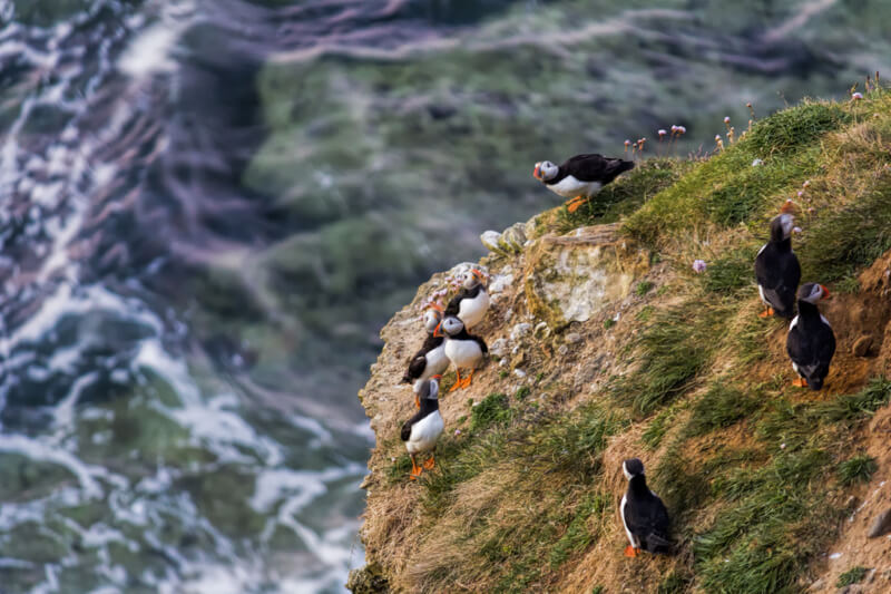 Darren Flinders - Family Of Puffins