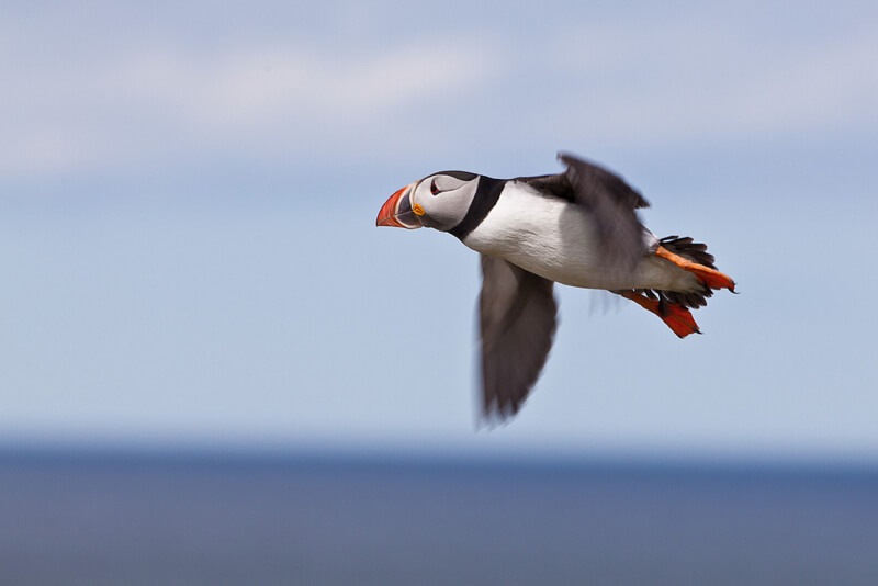 Tom Godber - Puffin