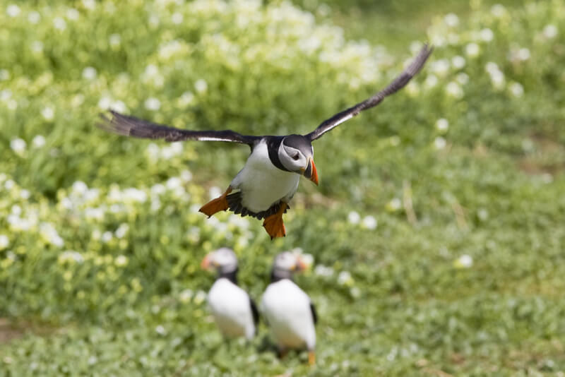 Tony Smith - Puffin (fratercula arctica)