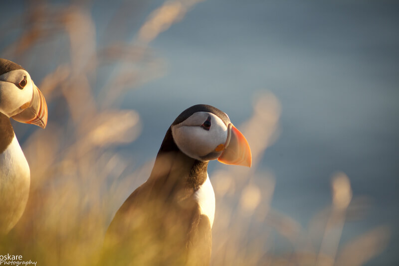 óskar elías sigurðsson - Atlantic Puffin