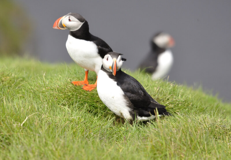 Johan Wieland - Puffins at Ingólfshöfði