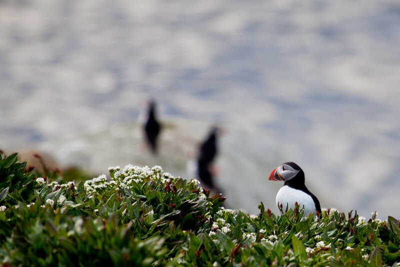 Billy Idle - Puffin