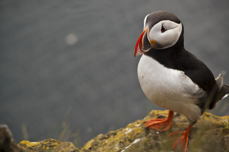 Jim Leach - Puffin at Látrabjarg