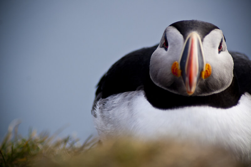 Jim Leach - Puffin at Látrabjarg