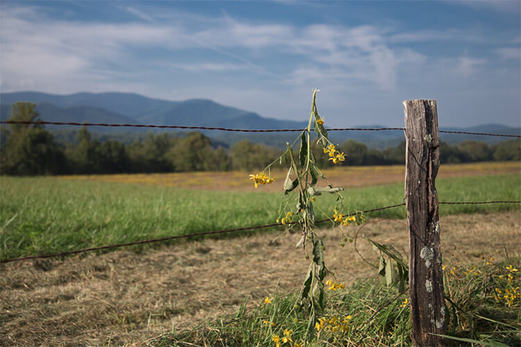 lightroom presets