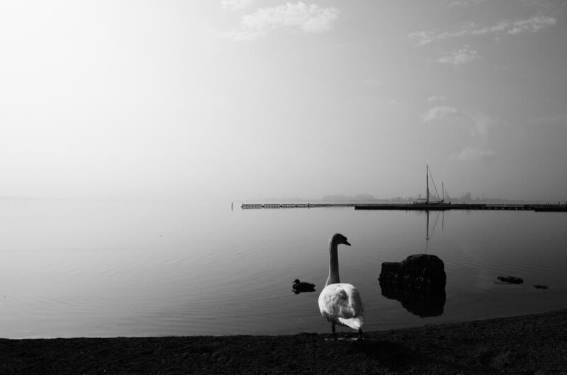 Ryan - Misty Morning Calm