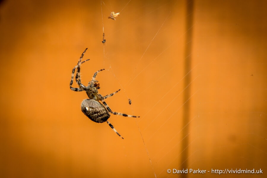 David Parker - Spider