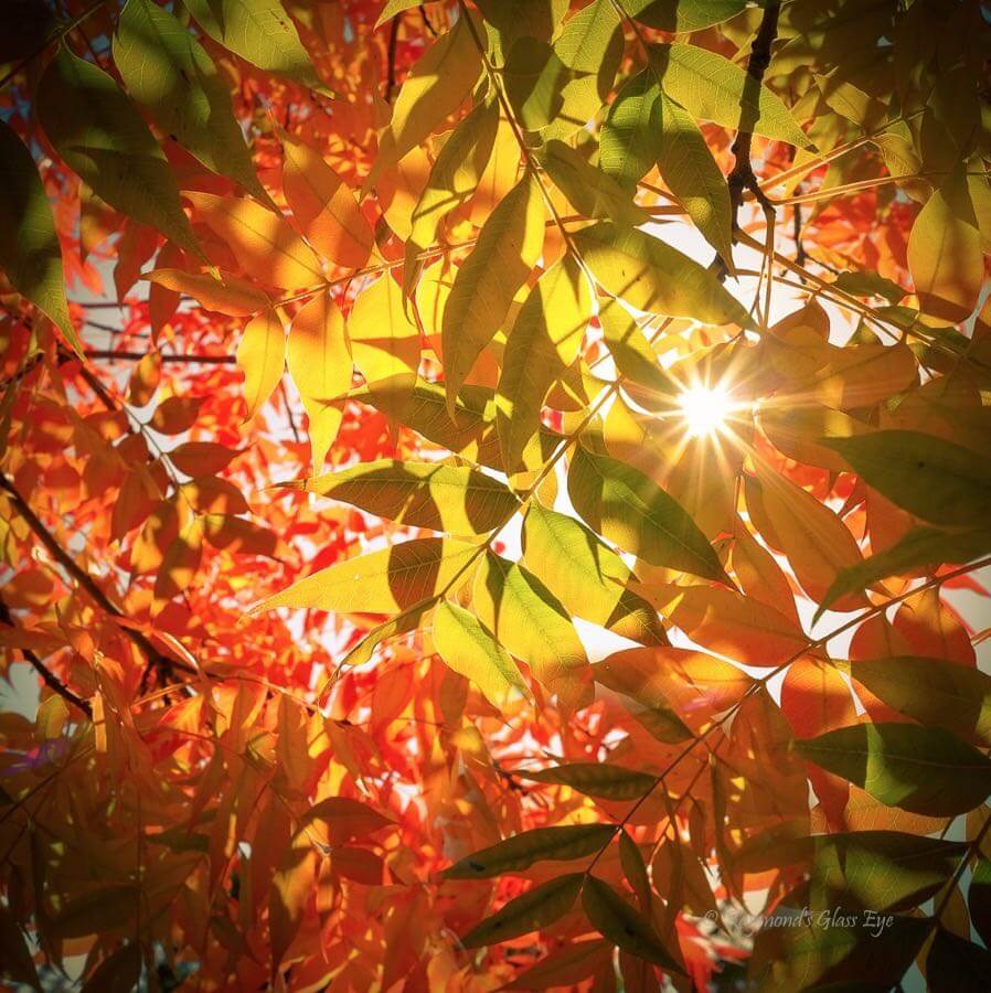 Raymond’s Glass Eye - A Touch of Fall