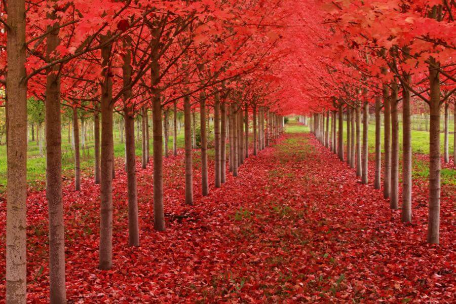 Ian Sane - Under A Blood Red Sky