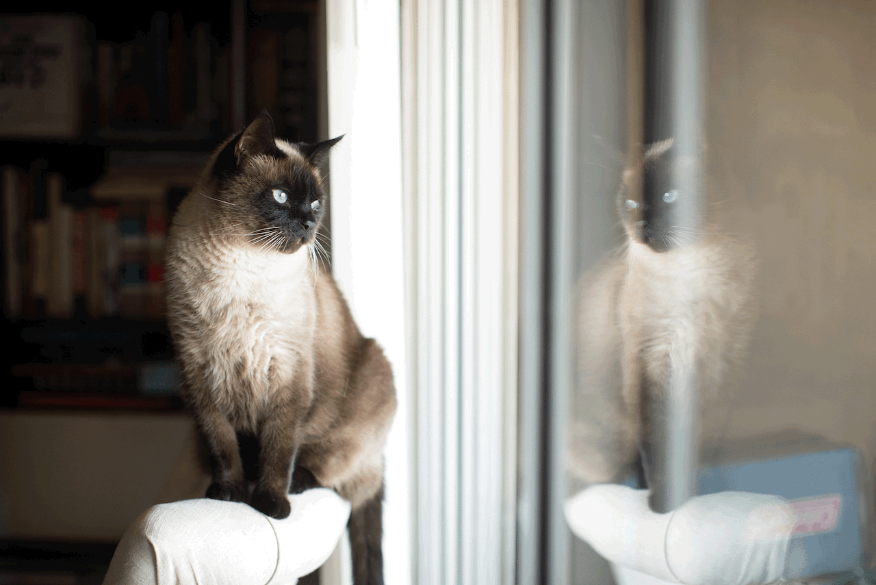 before and after edits of a cat