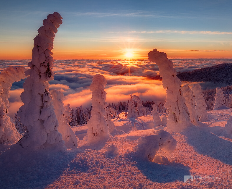 Chip Phillips - Tree Henge