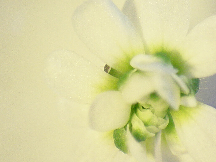 Arabidopsis Mutants