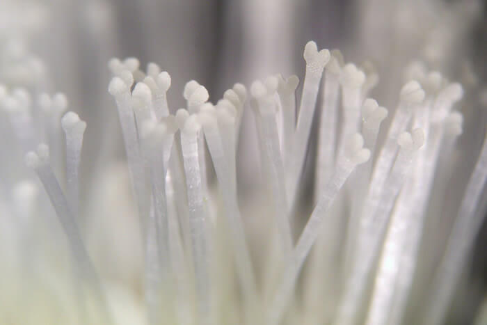 Coltsfoot Styles