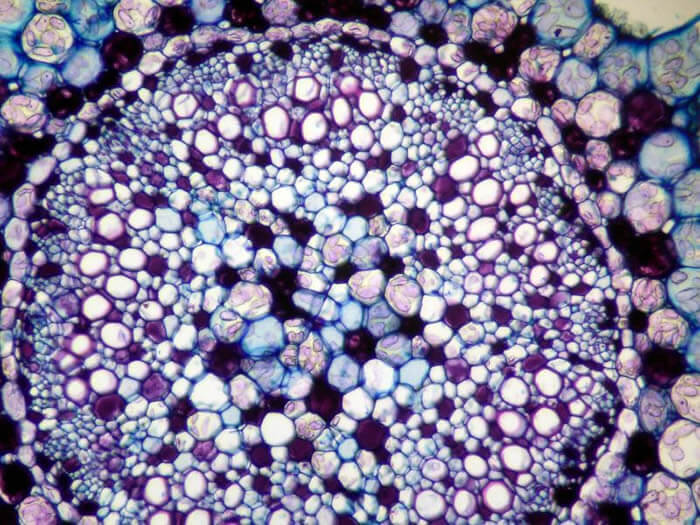 Myriophyllum