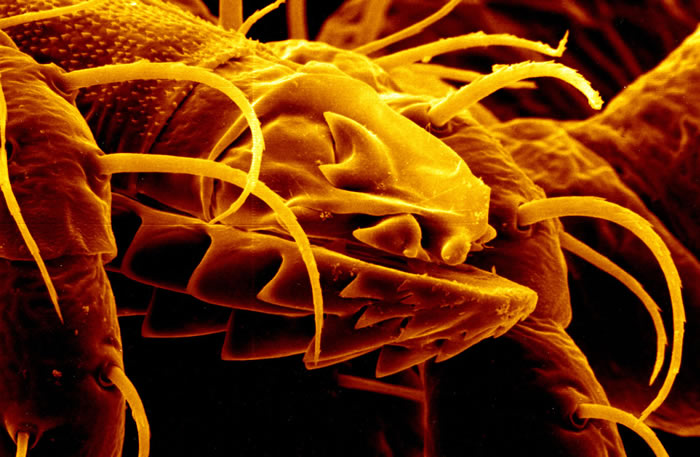 Argas Monolakensis Tick