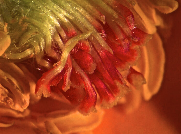 Rose Bud