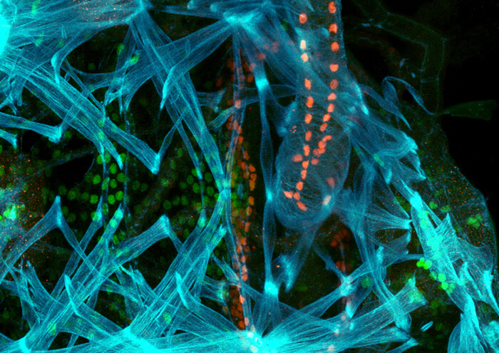 Embryonic Musculature In An Insect Embryo