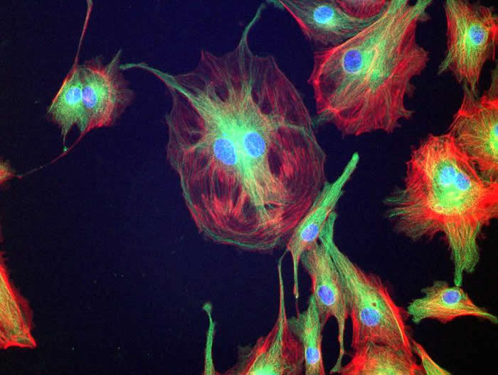 BPAE Cells