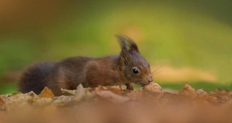 Red squirrel