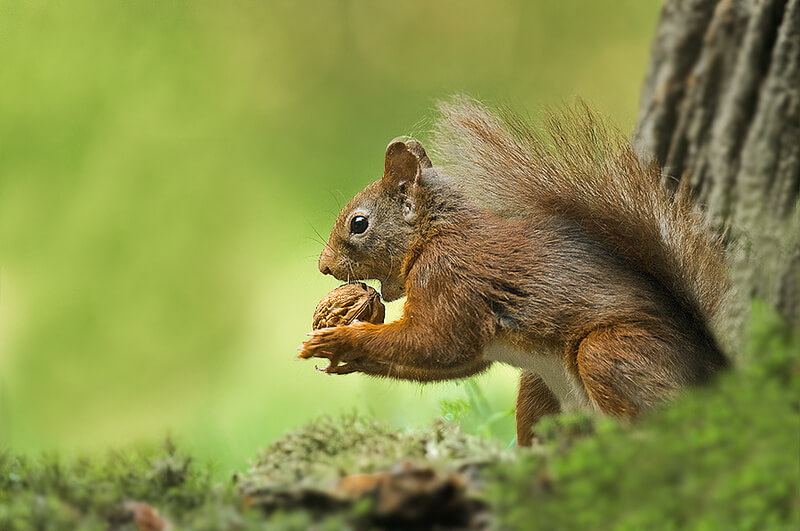 Red squirrel