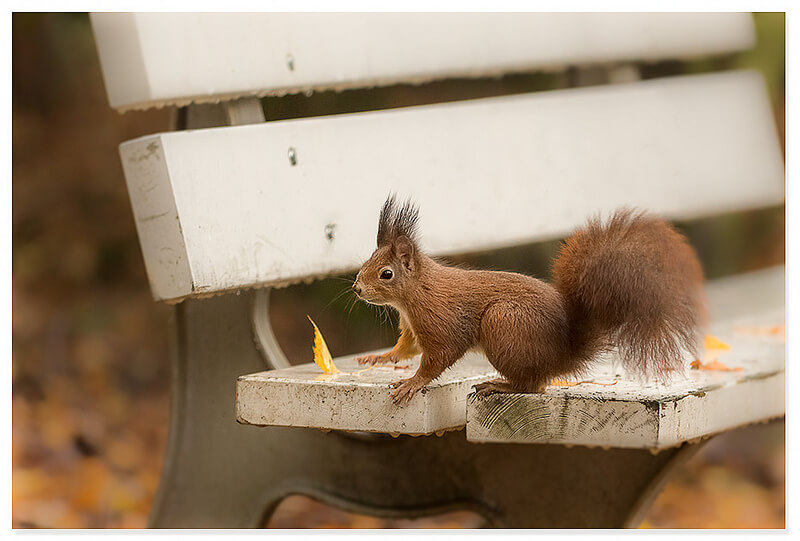 Red squirrel