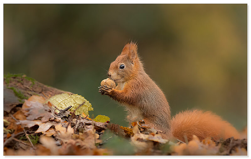 Red squirrel