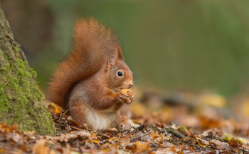Red squirrel