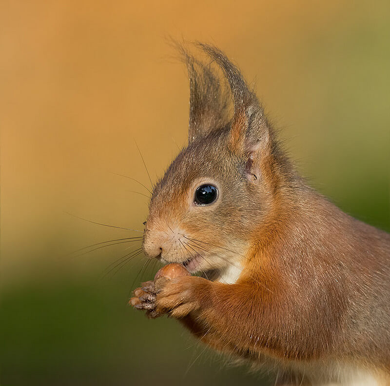 Red squirrel