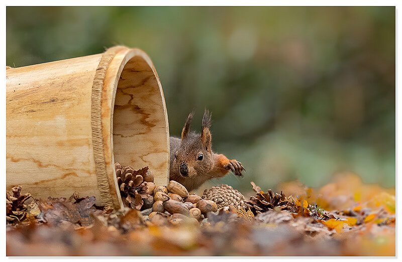 Red squirrel
