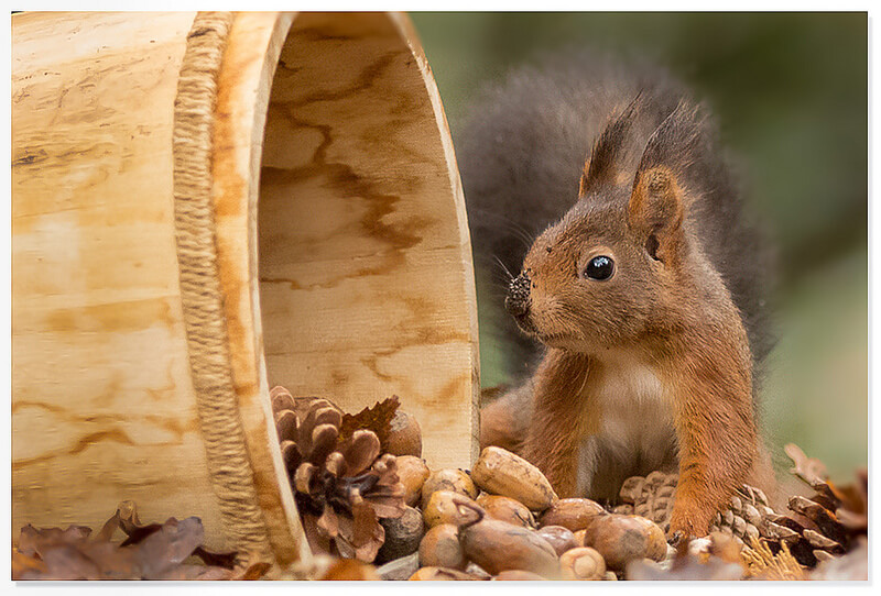 Red squirrel