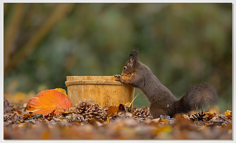 Red squirrel