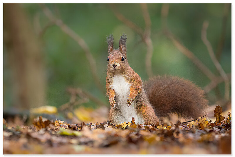 Red squirrel